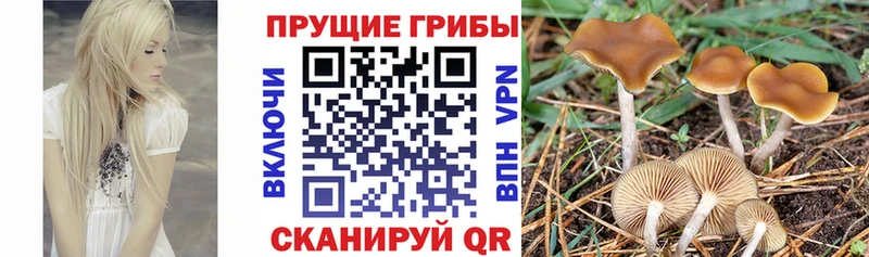 Псилоцибиновые грибы прущие грибы  наркота  мега маркетплейс  Барабинск 
